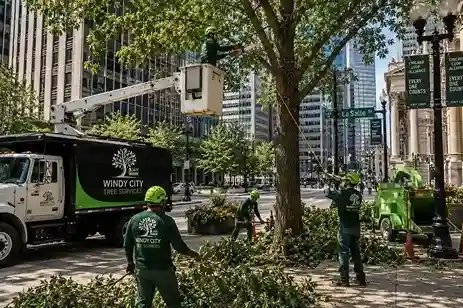 Arborist crew trimming a plaza tree along LaSalle Street in Chicago's Loop district