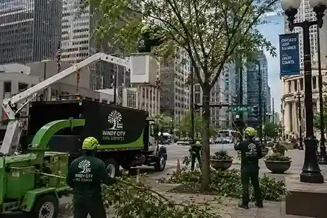 Professional arborist trimming trees in Chicago for Windy City Tree Services