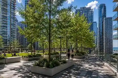 Trees planted in the elevated park at Lakeshore East, surrounded by high-rise towers