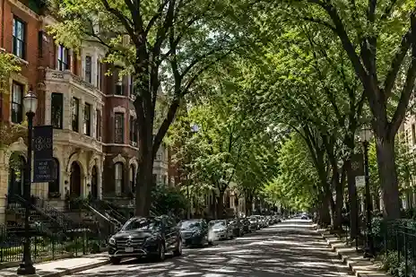Mature elm and honey locust trees lining a historic Gold Coast street in Near North Side Chicago