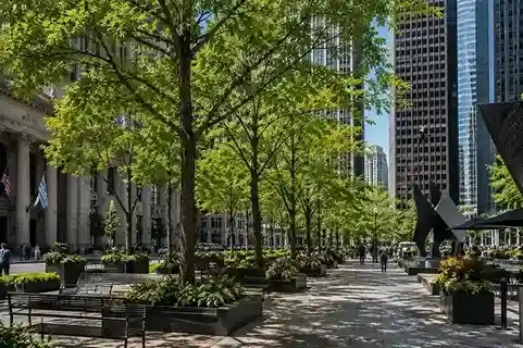Street trees along a plaza in downtown Chicago's Loop district