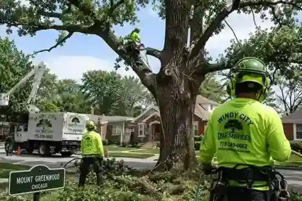 Windy City Tree Services arborist crew pruning a mature oak tree on a residential street in Mount Greenwood, Chicago
