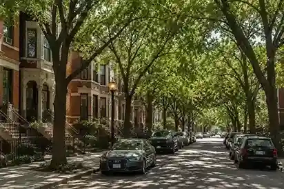 Mature street trees along a residential block in Chicago's South Loop