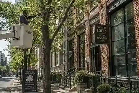 Street trees along a historic printing-house block in Printer's Row Chicago